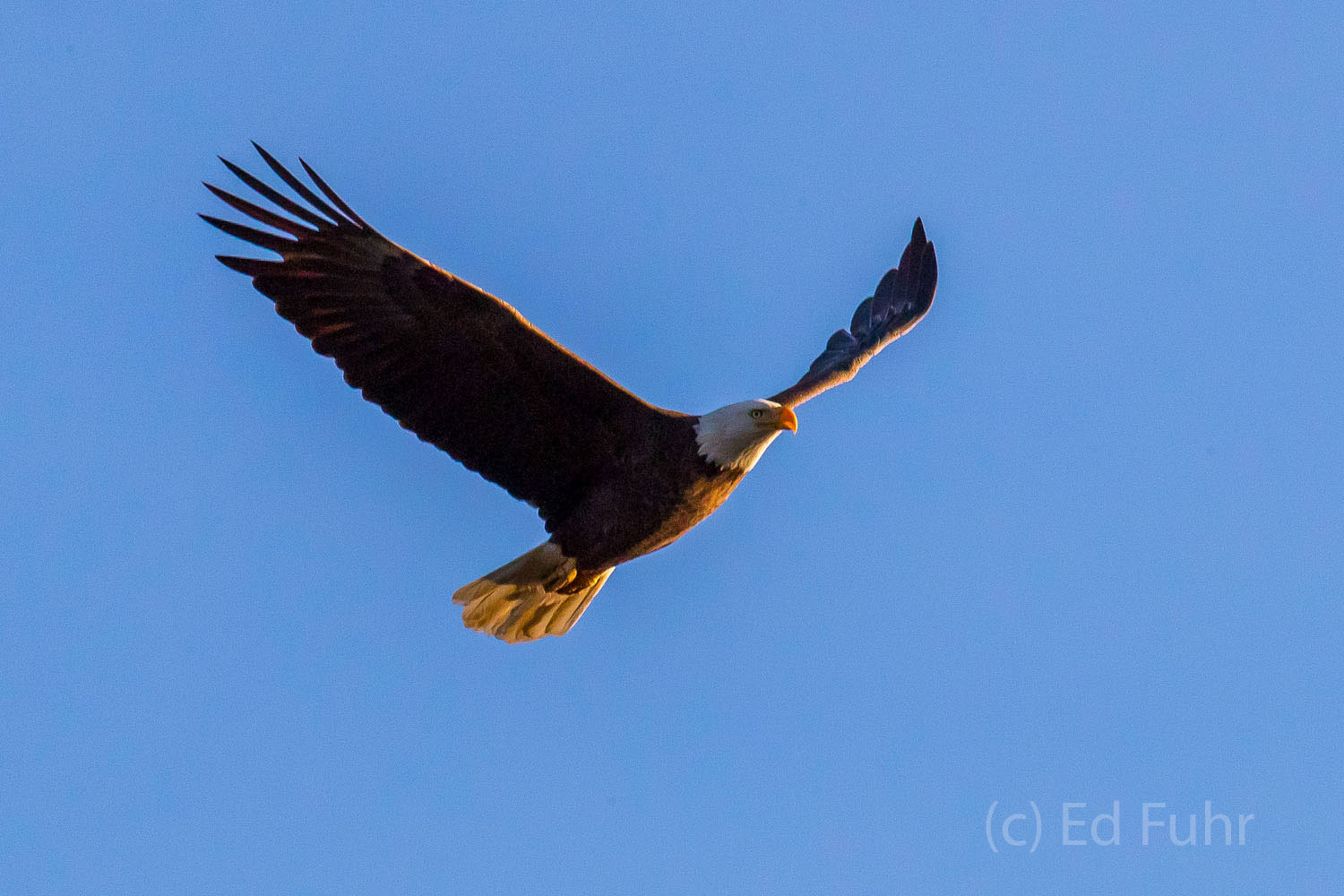 The warm early light of morning strikes a bald eagle as it circles higher.