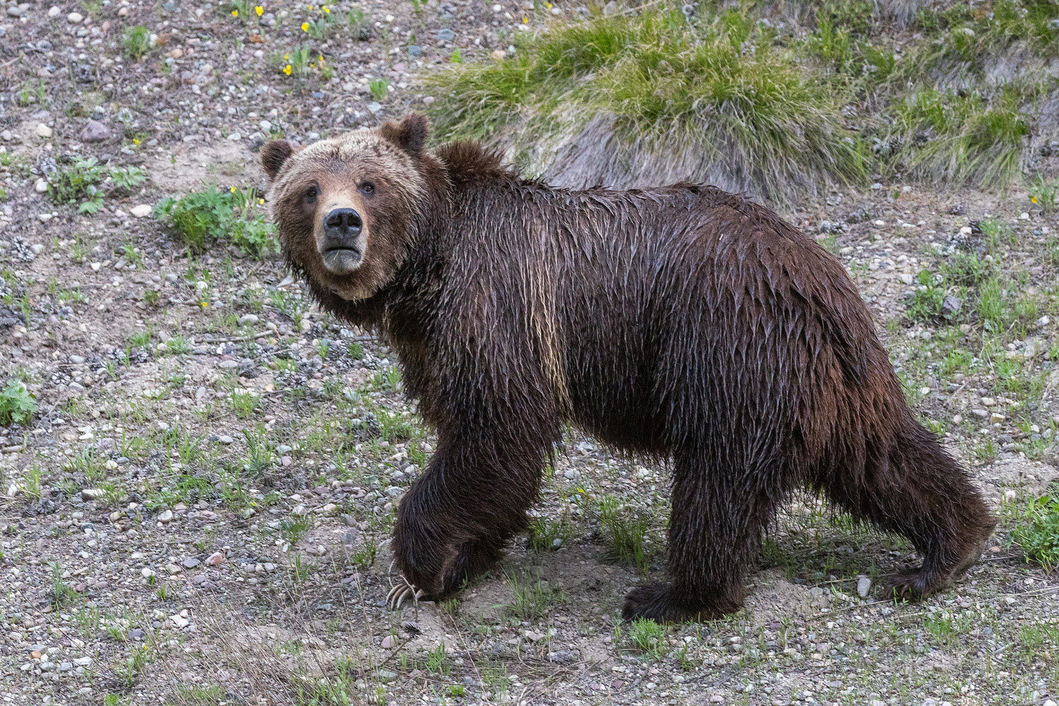 Askance Grizzly 399 looks askance as she strides across a nearby slope. She is the queen that ruleth over everything great and small.