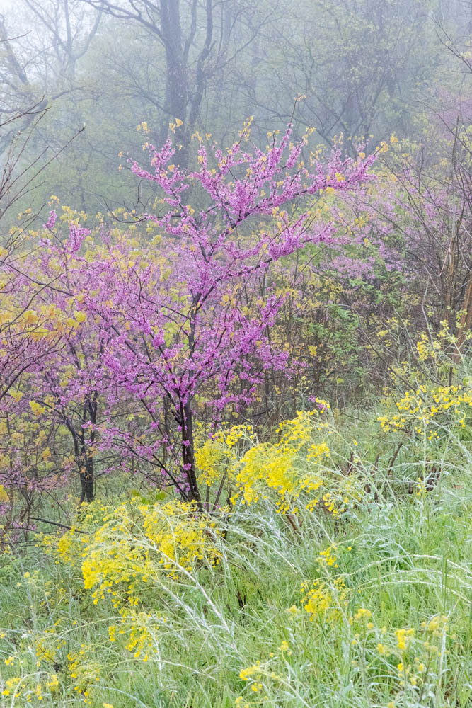 Redbuds and Spring Wildflowers In the northern district of Shenandoah National Park