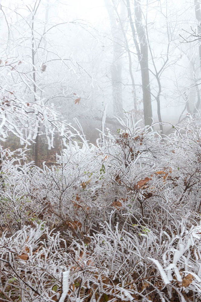 The understory across from Fisher Gap encased in rime ice.