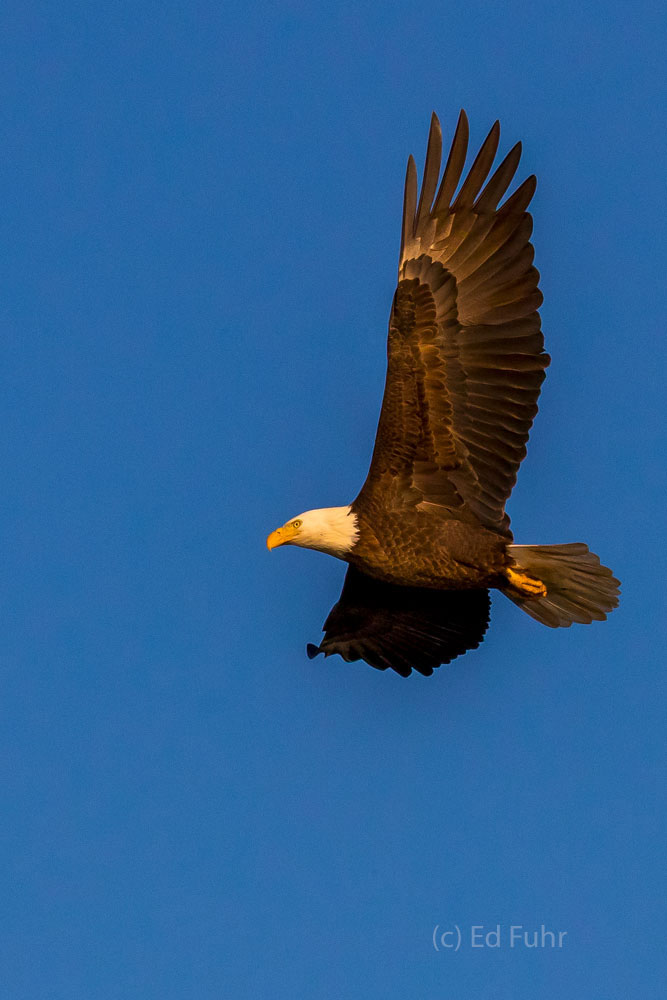 Early morning light, a bald eagle above you and the company of good friends:  a morning to remember.