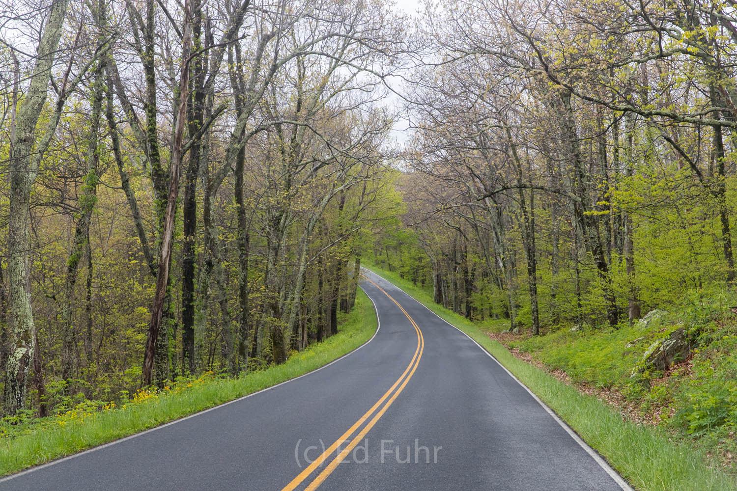 The Drive There is an ebb and flow, up and down, rhythm to Skyline Drive that in all seasons affords different perspectives on the beauty...