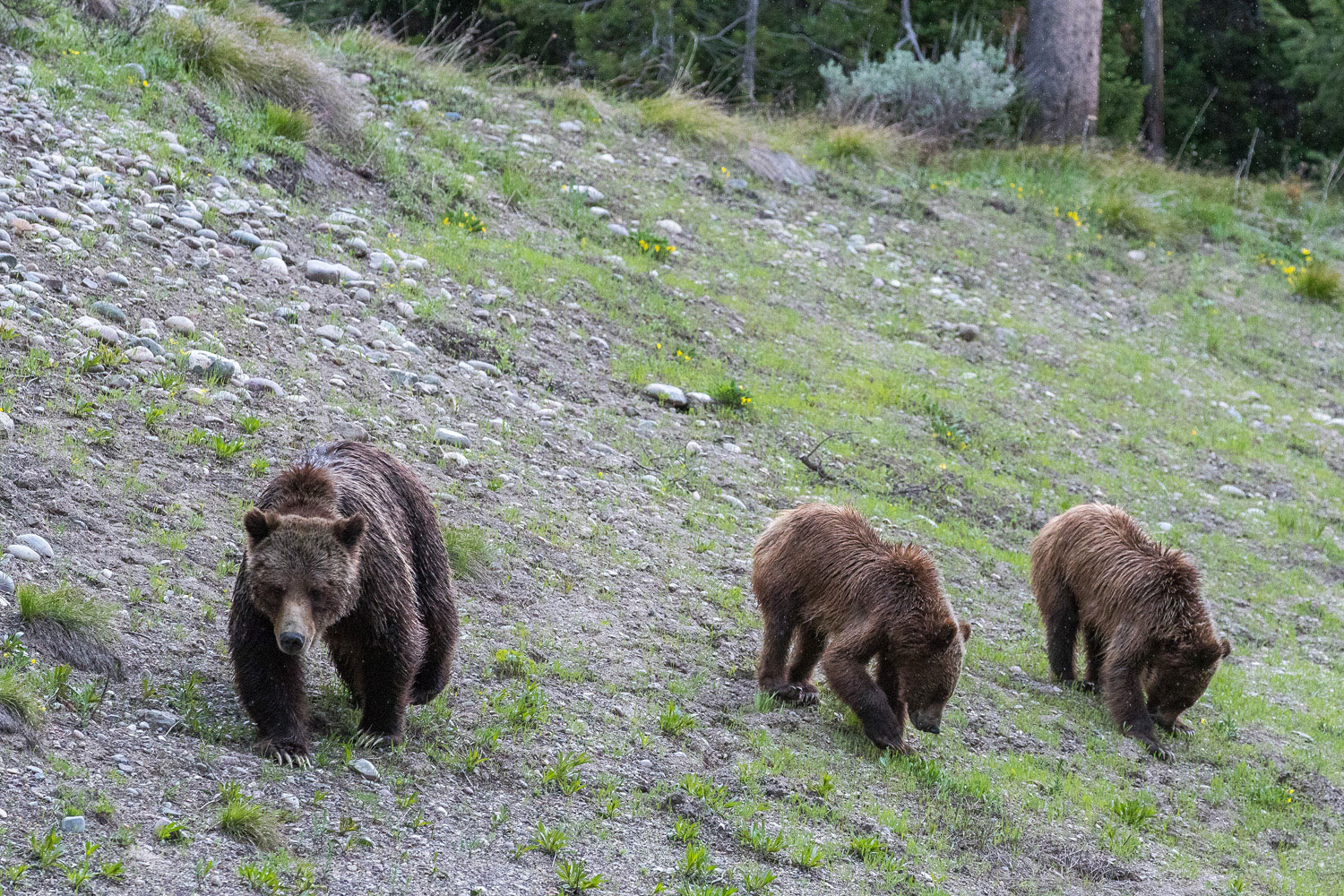 Grizzly 399 and her subadult cubs meander to a lower meadow where they will resume their feeding.