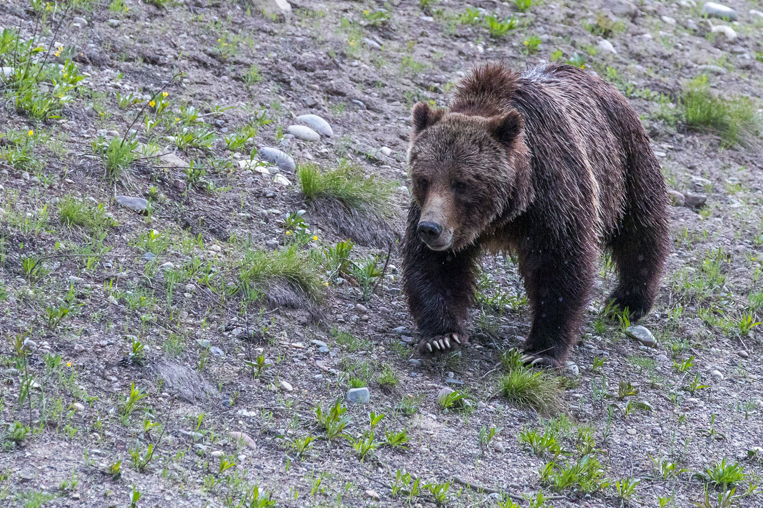 Spirit Grizzly 399 epitomizes the spirit of the wild west, as it once was. Every so often we get to see glimpses still, but without...