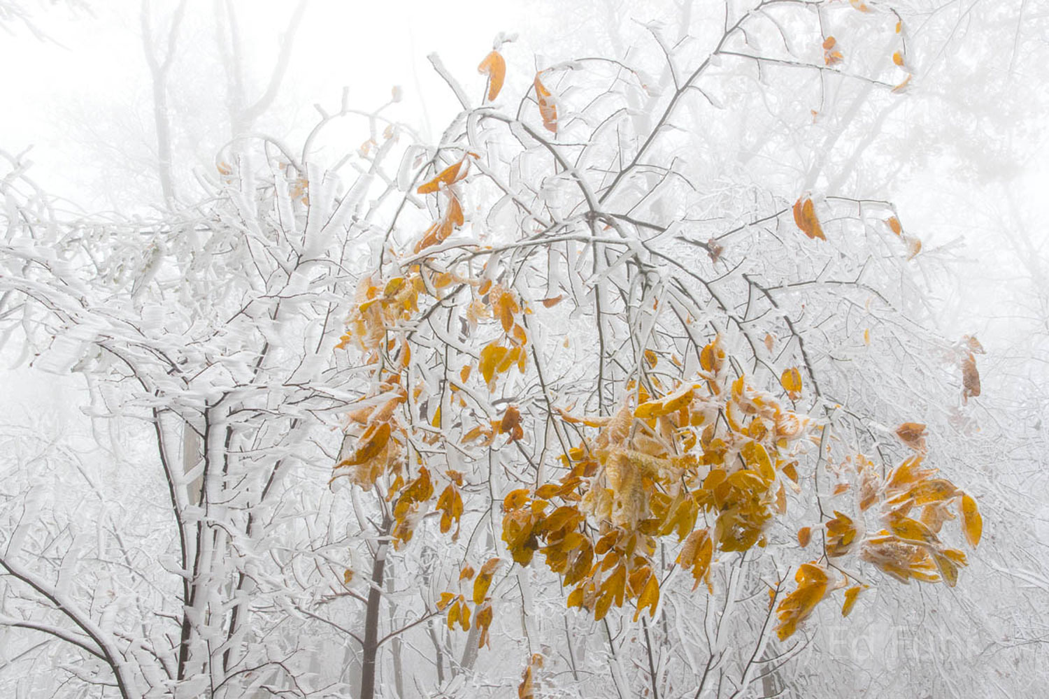 Witch Hazel Close Up The golden leaves of fall from a witch hazel are frozen in time in a heavy layer of frozen fog, rime ice. The ice seems to...