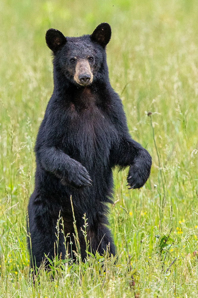 Stretching for a Better Way | Great Smoky Mountains National Park | Ed ...