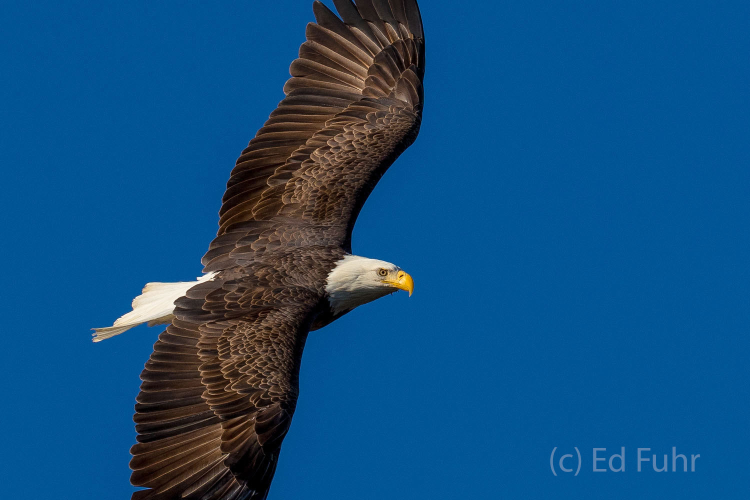 A bald eagle circles for a closer look.