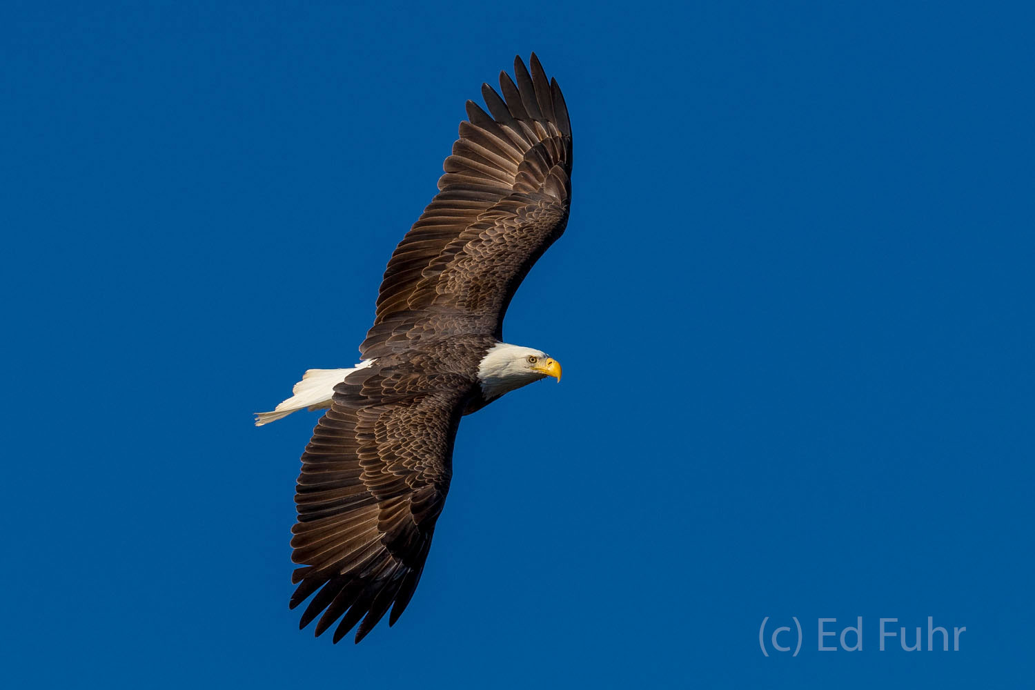 A bald eagle circles before preparing to strike an unsuspecting fish.