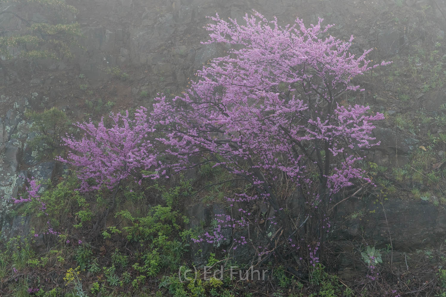 A grove of redbuds in the fog of an approaching spring rain.