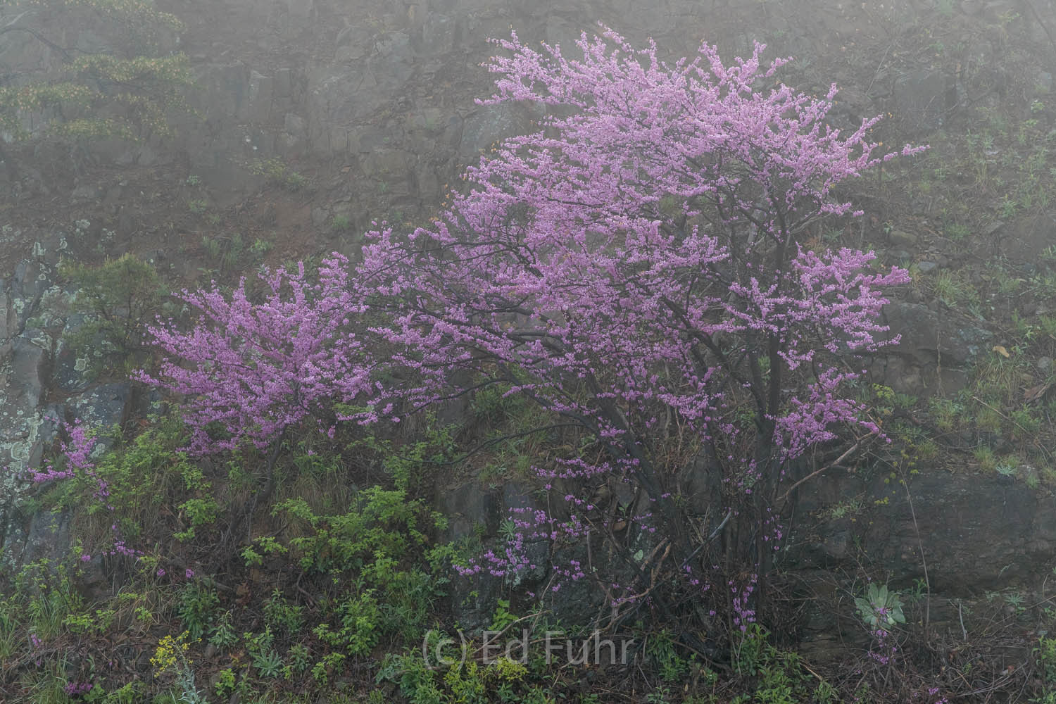 Redbuds in the Fog A grove of redbuds in the fog of an approaching spring rain.