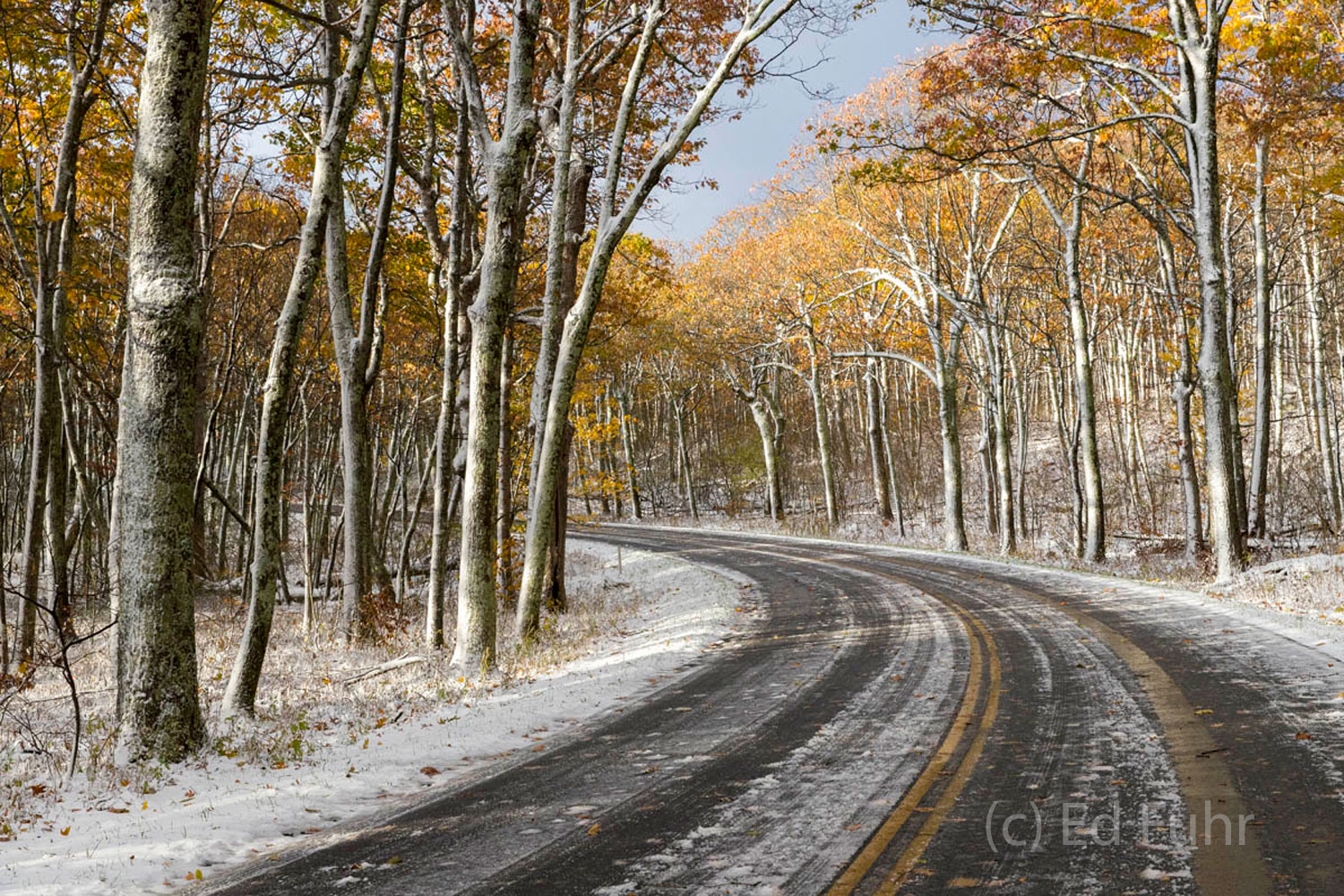 Around the Bend The wind driven snow has pasted the western side of every tree lining Skyline Drive.