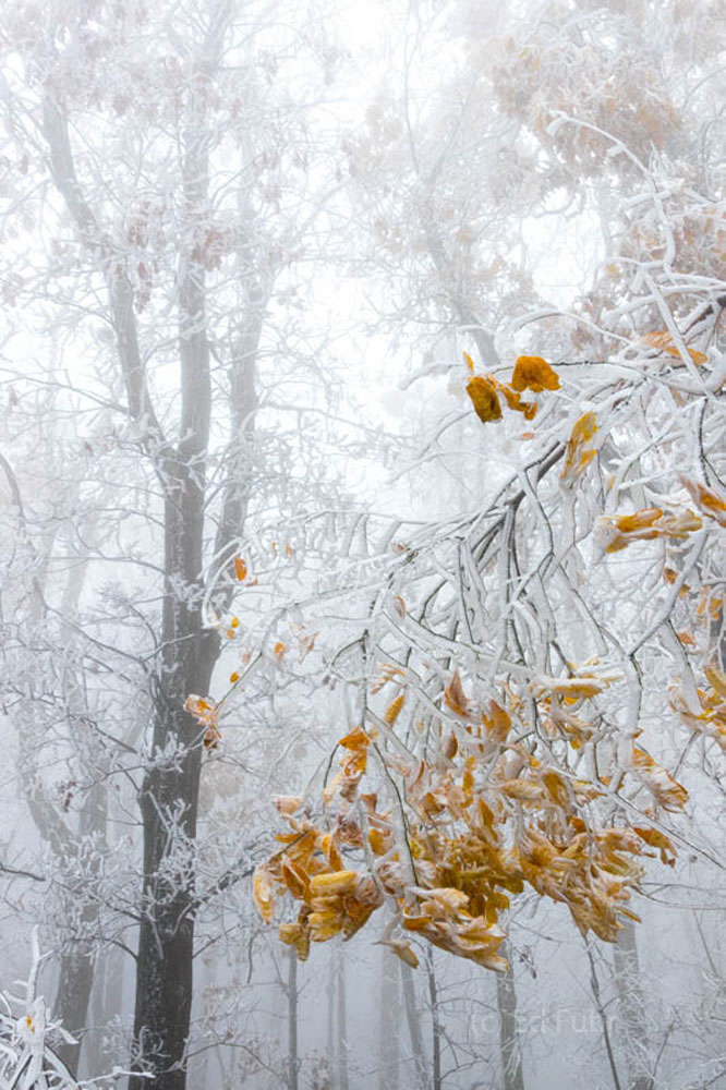 The fall leaves of a witch hazel hang on,  preserved for the time in a heavy layer of rime ice.
