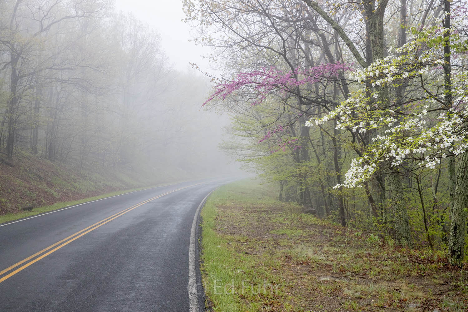 Dogwoods and redbud provide early spring color on Skyline Drive.