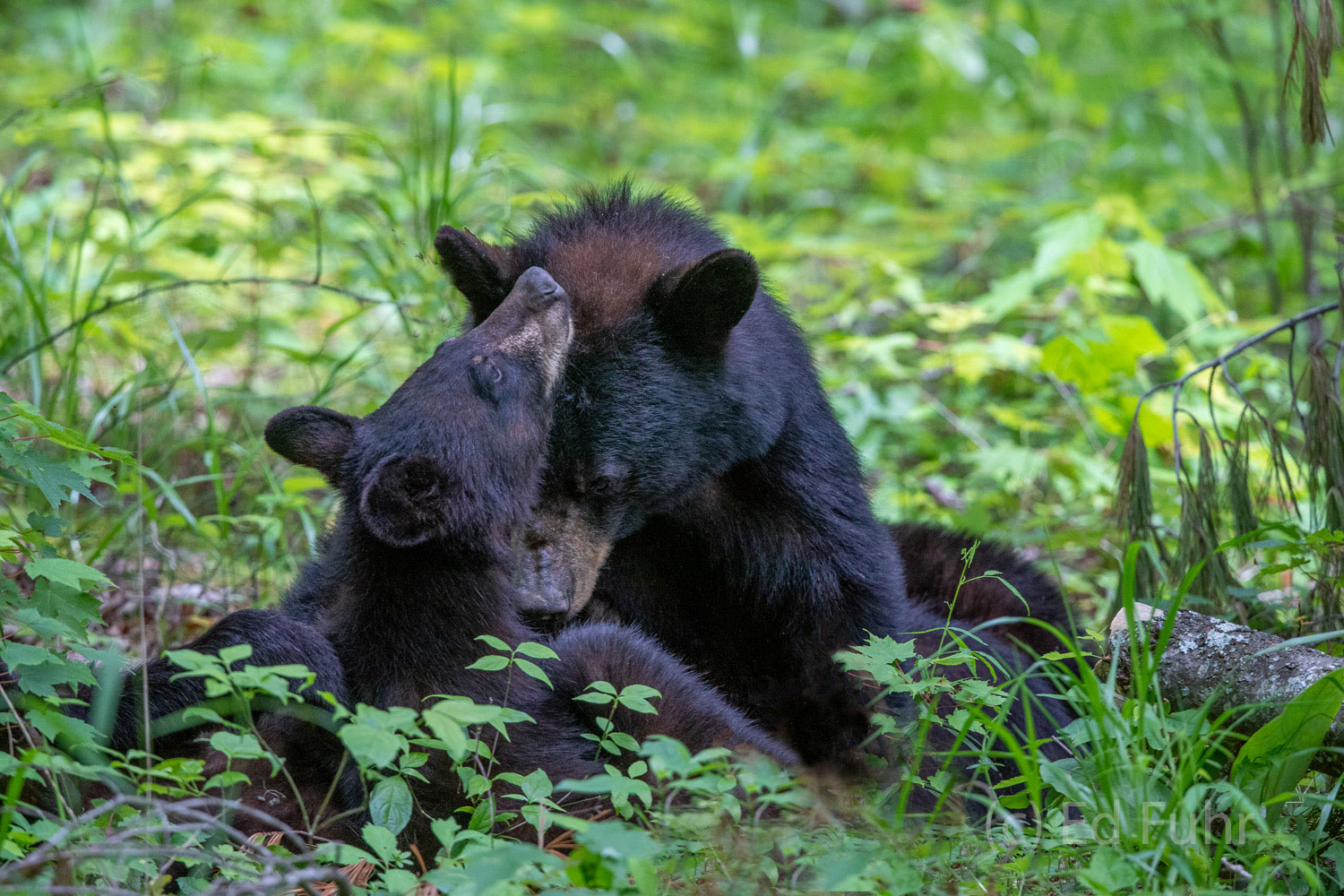 Her cubs may soon be sent on their way, but on this early spring morning, a mother black bear mom cozies with her three cubs...