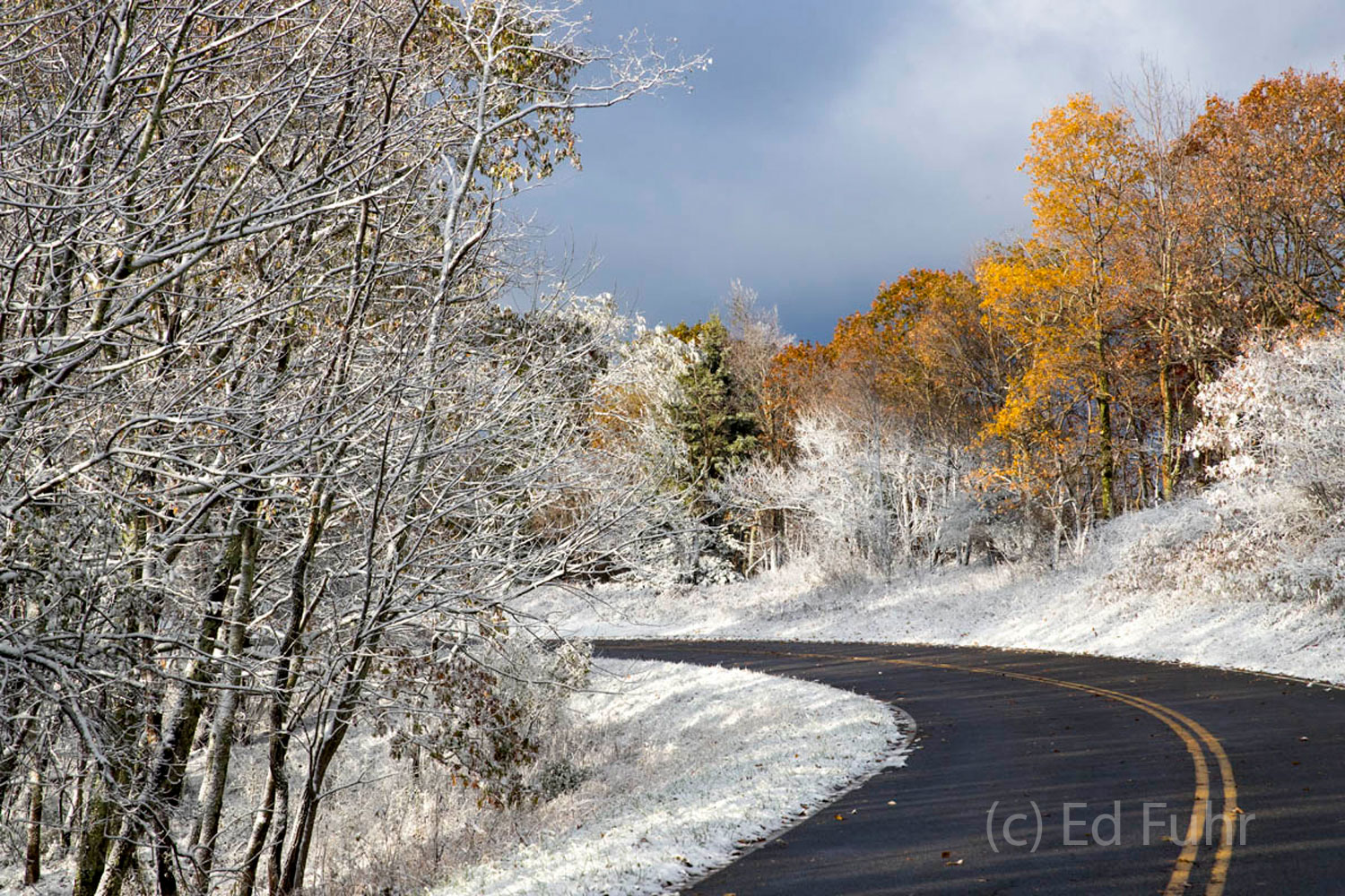Snow Curve II Hickories and Oaks create a patch of color around the bend on Skyline Drive.