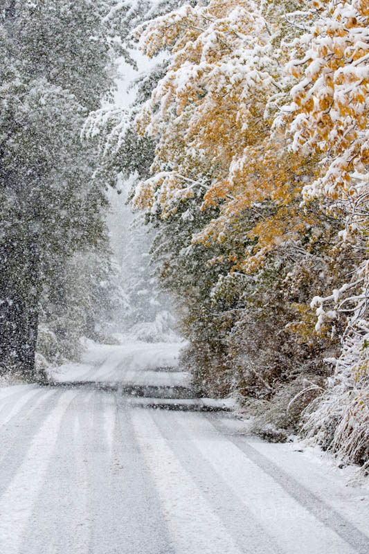 A Snowy Drive aspen, snow, autumn, road, drive, cottonwood, 2017, Tetons, Grand Teton