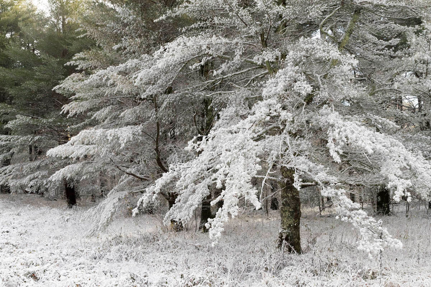 Pines Under Snow Pines try out their first winter snow coat of the year.