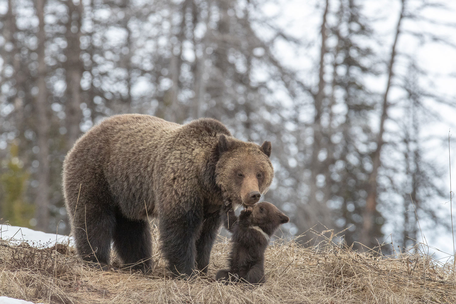 How Was Your Day? Pepper tells mom about her exciting day on the mountain day.