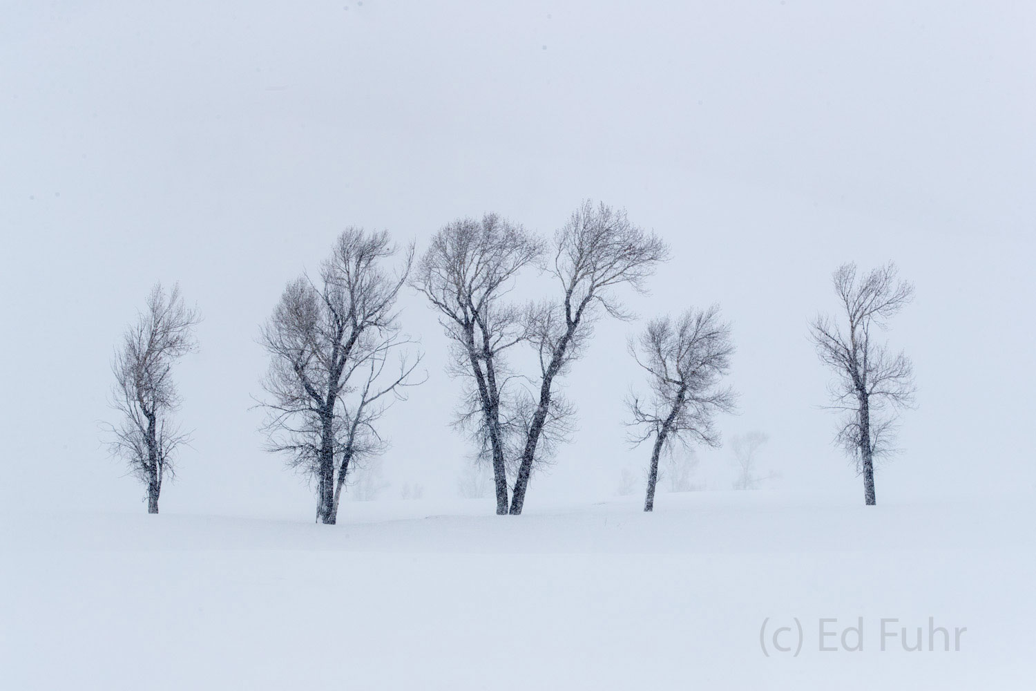 Five Cottonwoods.  Trying to understand the essence of transcendent things requires sometimes a bit of silence, solitude and...