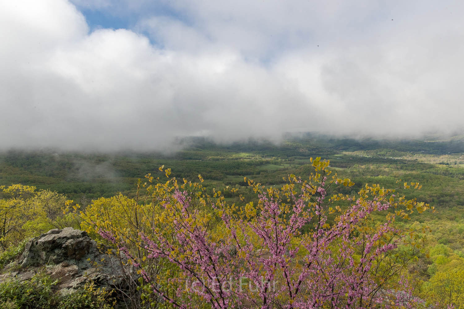 One of the finest displays of redbuds can be found near the northern terminus of Skyline Drive.