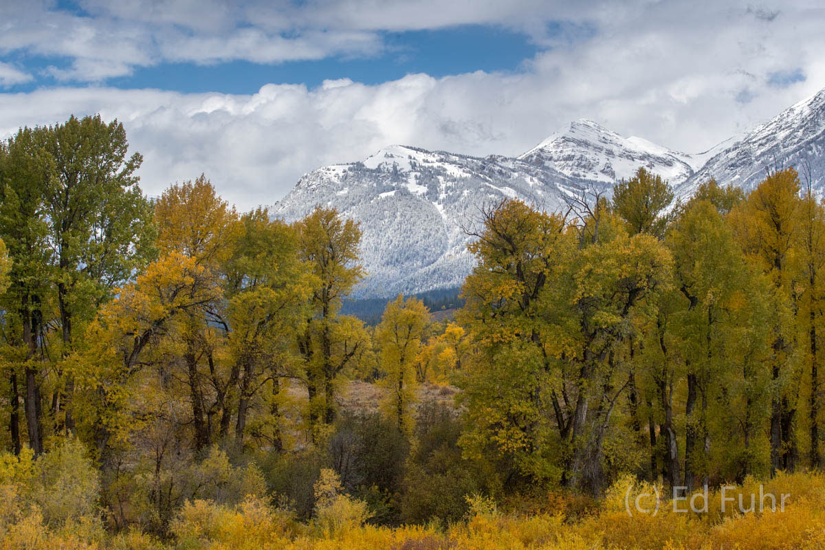 Over the yellow cotonwoods, the fresh snow of last night can been on the upper reaches of Jackson Hole Ski Resort.