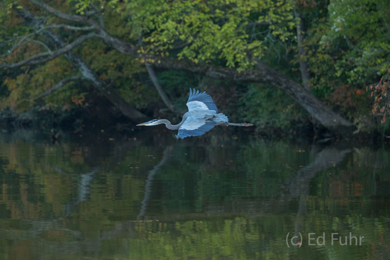 A blue heron flies low just above the James River, Virginia.