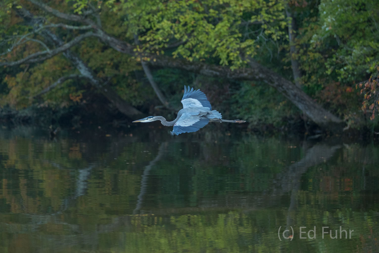 Blue Heron Flight A blue heron flies low just above the James River, Virginia.
