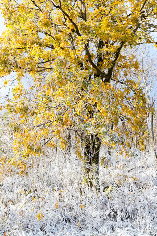A yellow maple rises above the snow covered grasses.