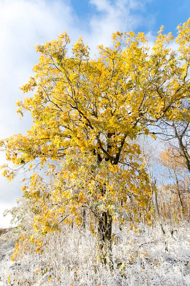 Wintry Maple II photo , photo