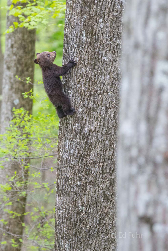 A very young black bear cub uses its razor sharp nails to hang suspended from the side of a large oak in Shenandoah National...