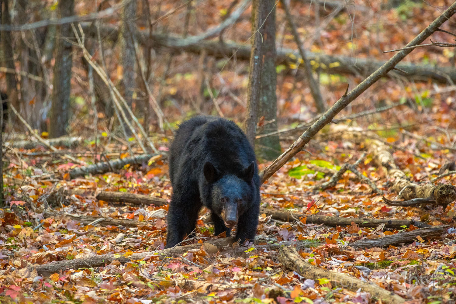 A large black bear walks quietly across a carpet of fallen leaves.  Autumn is a time of year when bears feed almost around the...