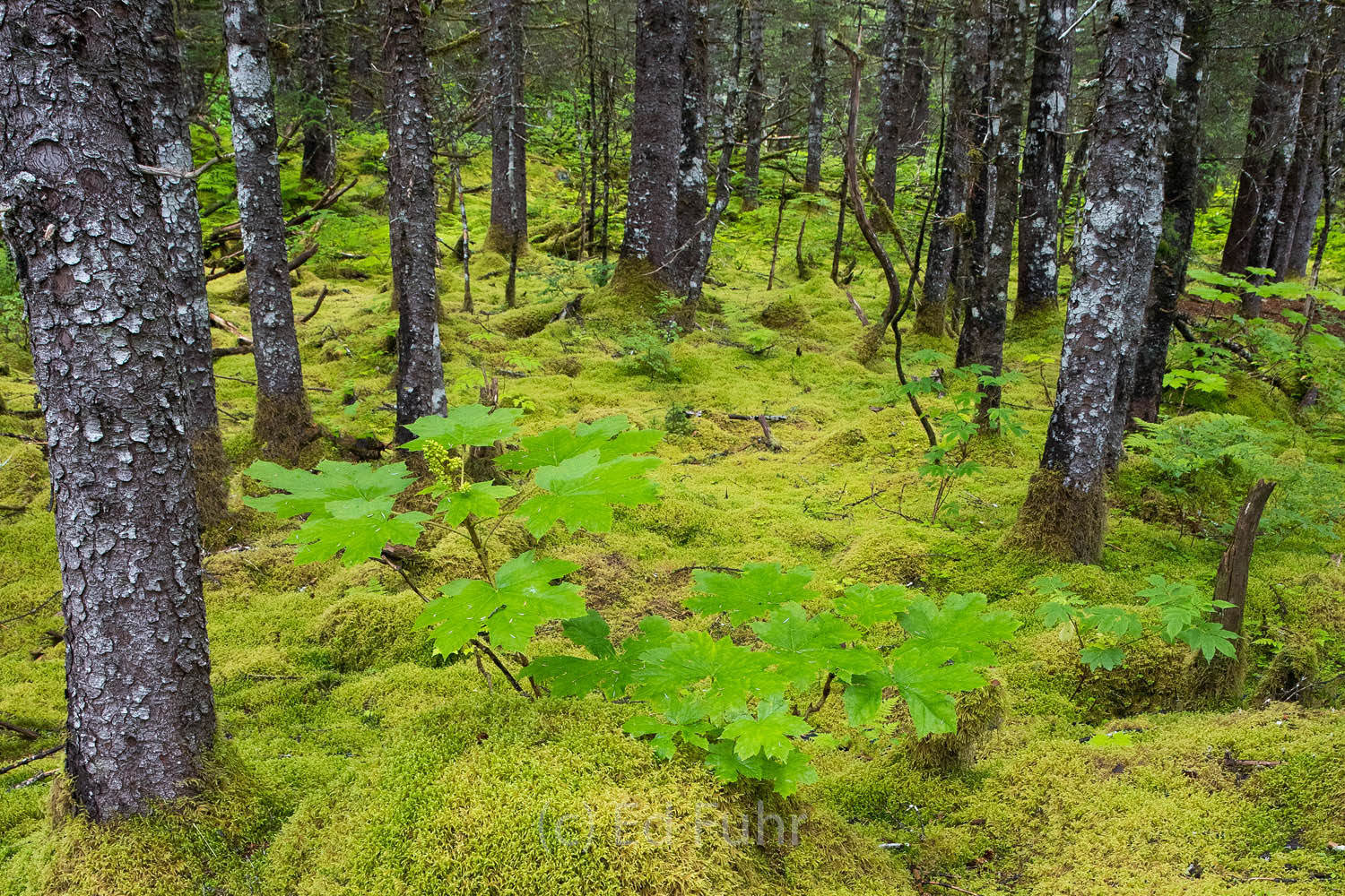 Between Aialik Bay and Pedersen lagoon a veritable rain forest grows near Glacier Lodge.