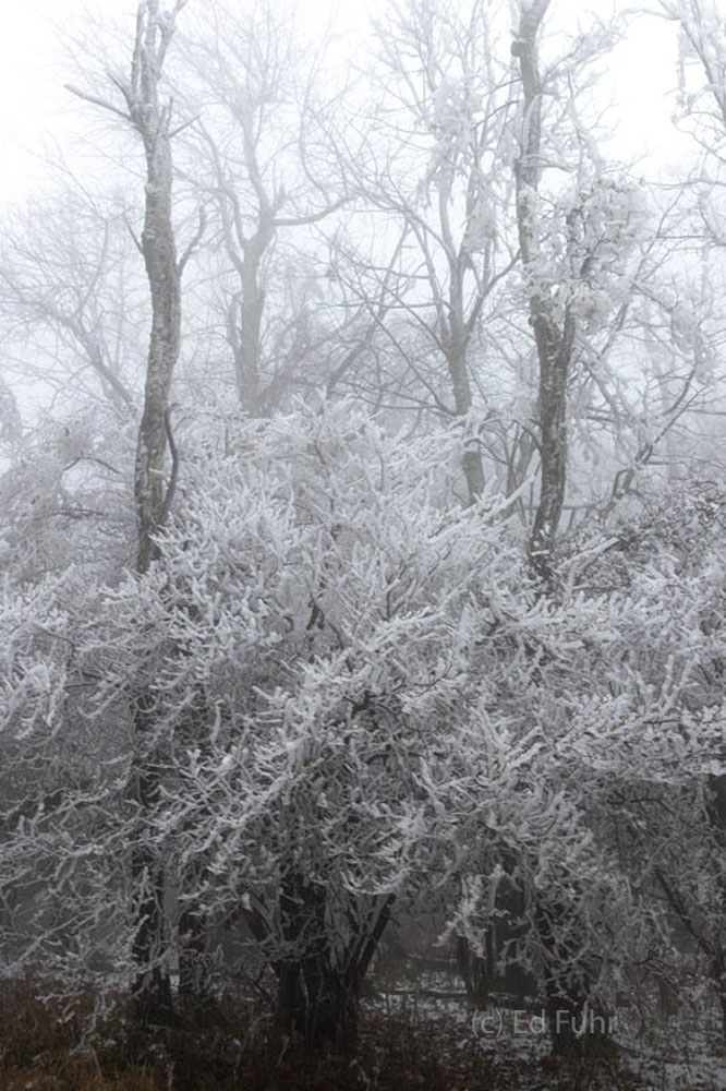 In most seasons, there is little reason to notice the trees that grace Fisher Gap Overlook, but, covered in rime ice, they demand...