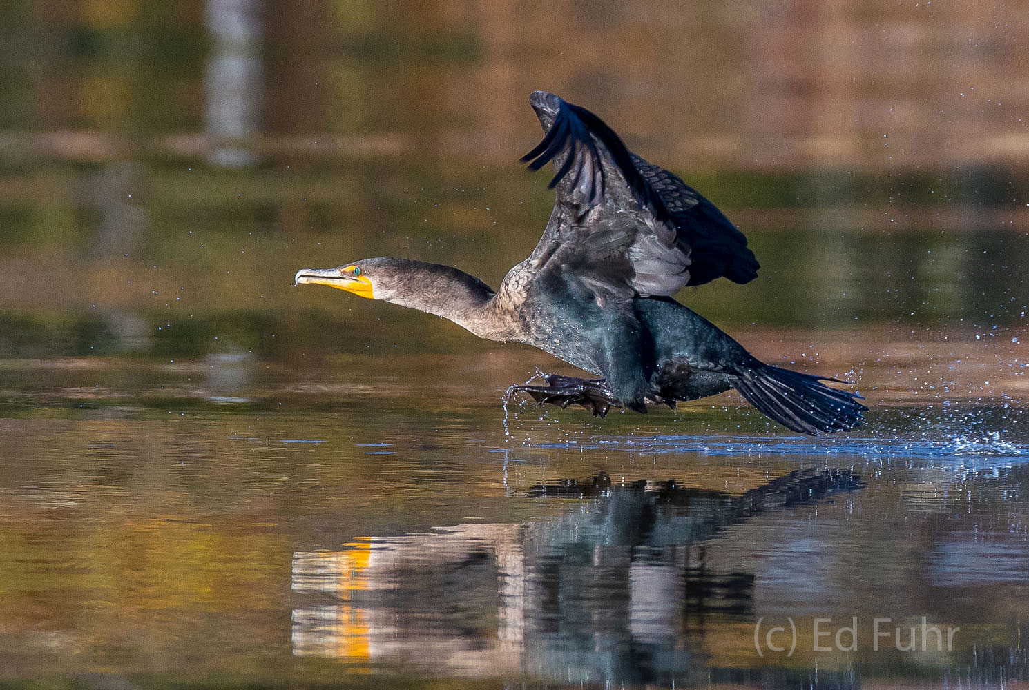 A cormorant reflects in the still waters of the James River.
