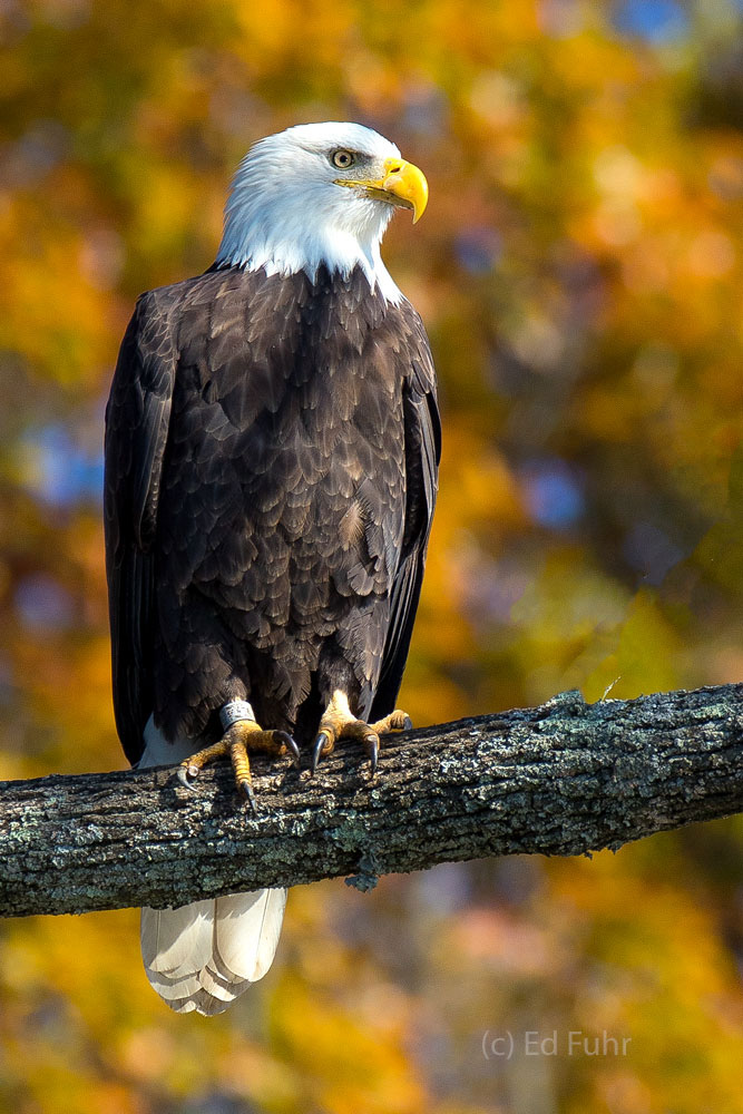 A bald eagle poses before the brights golds and yellow of autumn's leaves.