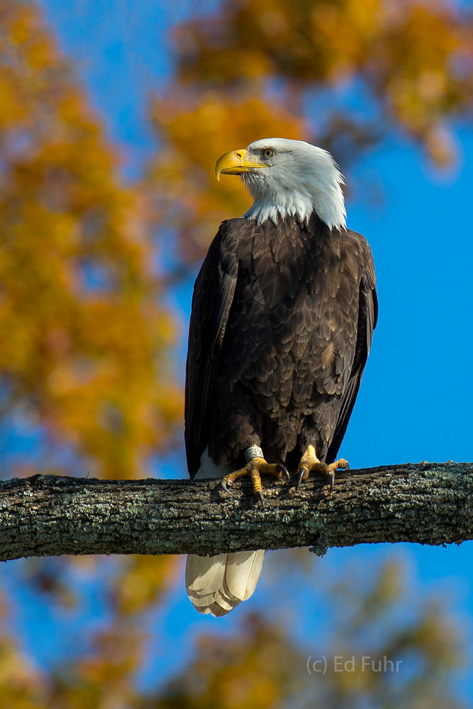 In an autumn oak a banded bald eagle surveys the waters of the James River for her next meal.