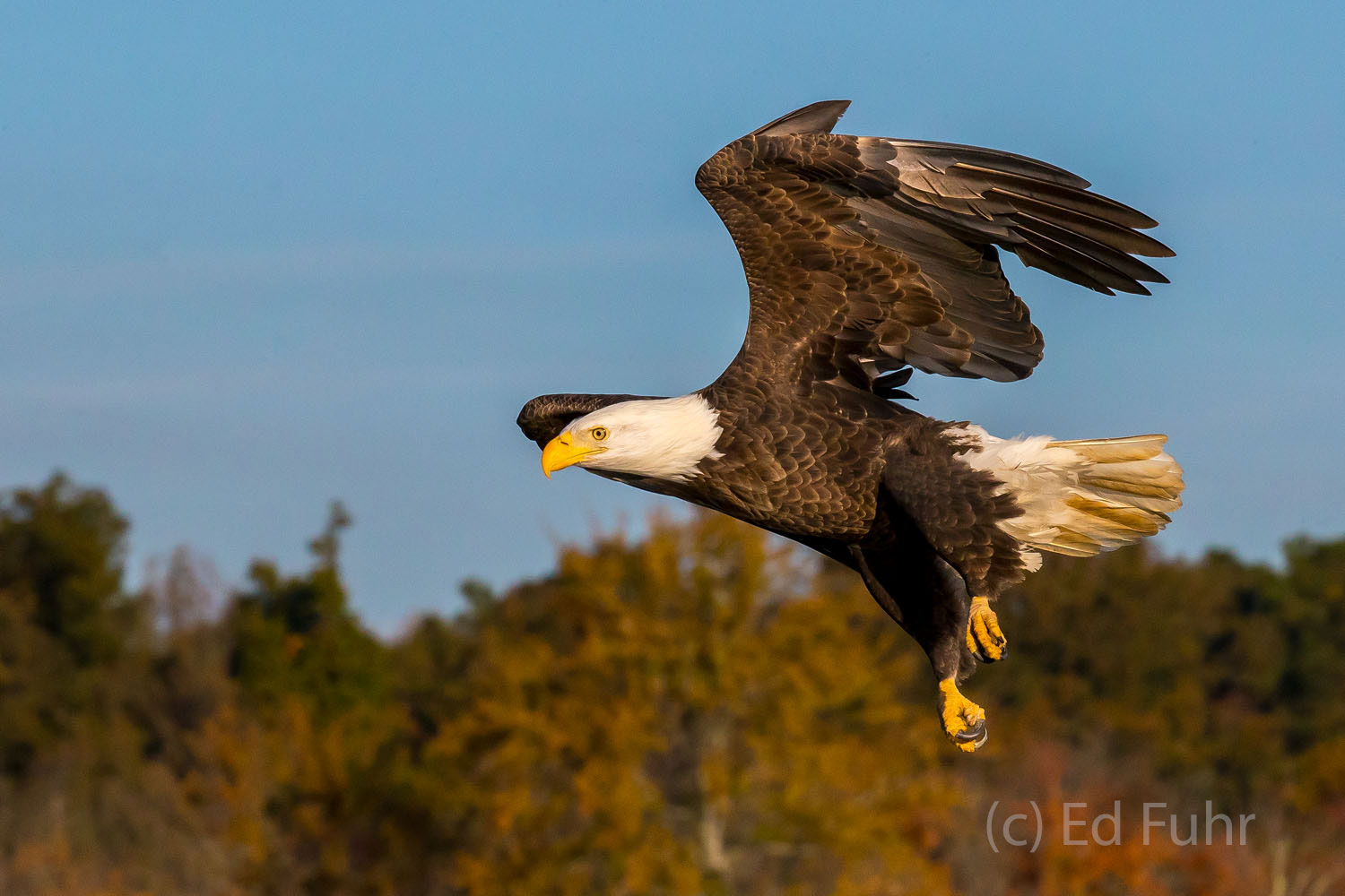 A bald eagle glides silently above the river in search of her next meal.