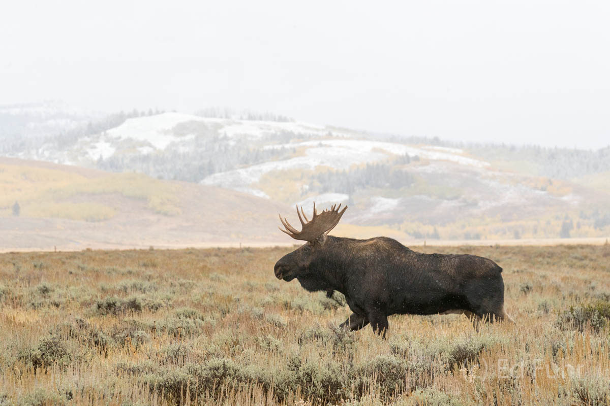 Moose Morning moose, snow, autumn, , 2017, Tetons, Grand Teton