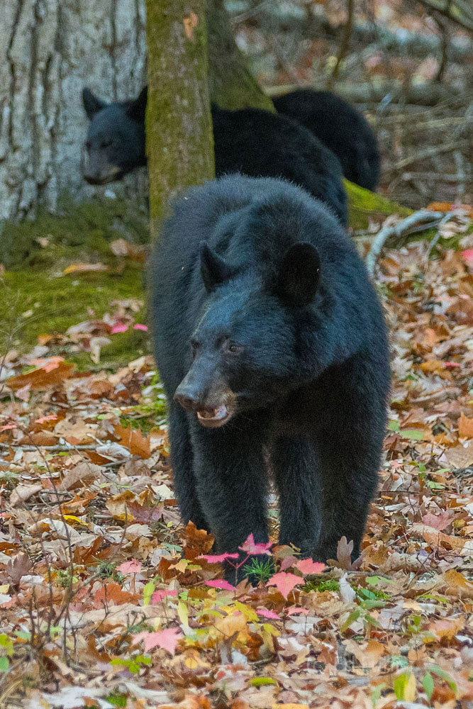 A large black bear and her cubs forage for nuts that have fallen from the oaks that thrive in the Great Smoky Mountains.