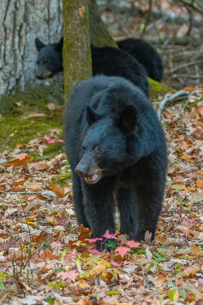 Autumn Bear A large black bear and her cubs forage for nuts that have fallen from the oaks that thrive in the Great Smoky Mountains.