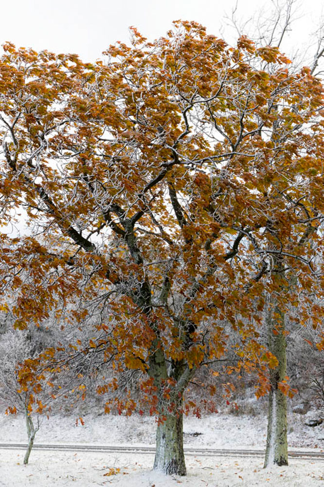 Oak leaves frozen in motion.
