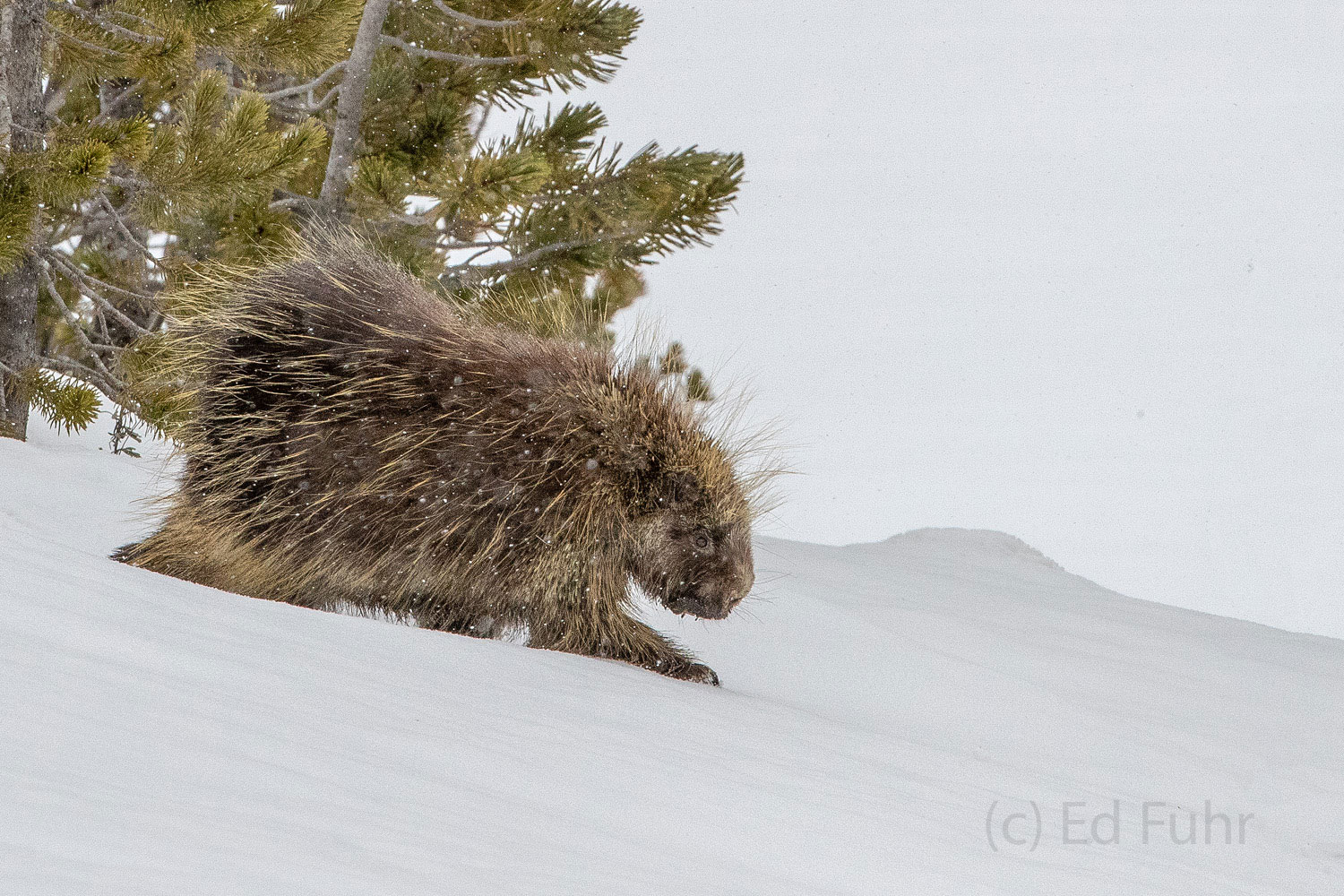 A porcupine scurries across the snow.