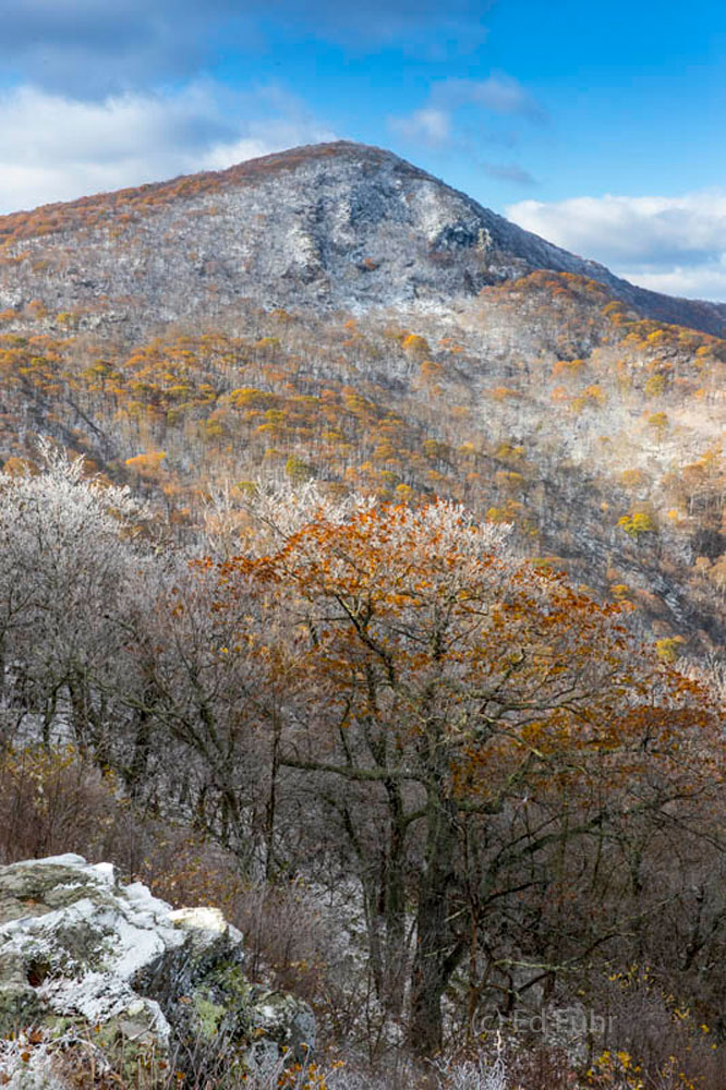 At just over 4000' Hawksbill Mountain is the highest peak in Shenandoah National Park.