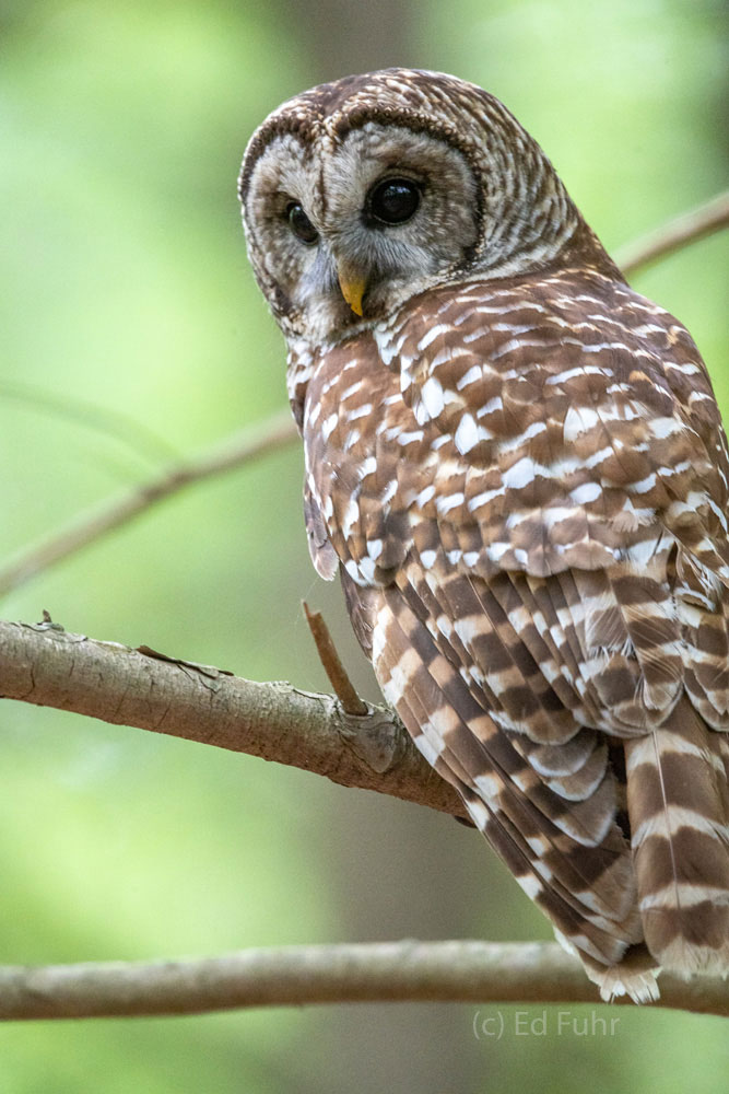 A barred owl sits silently above a mountain stream, hunting for small fish and insects.  Every ten minutes or so she will spot...