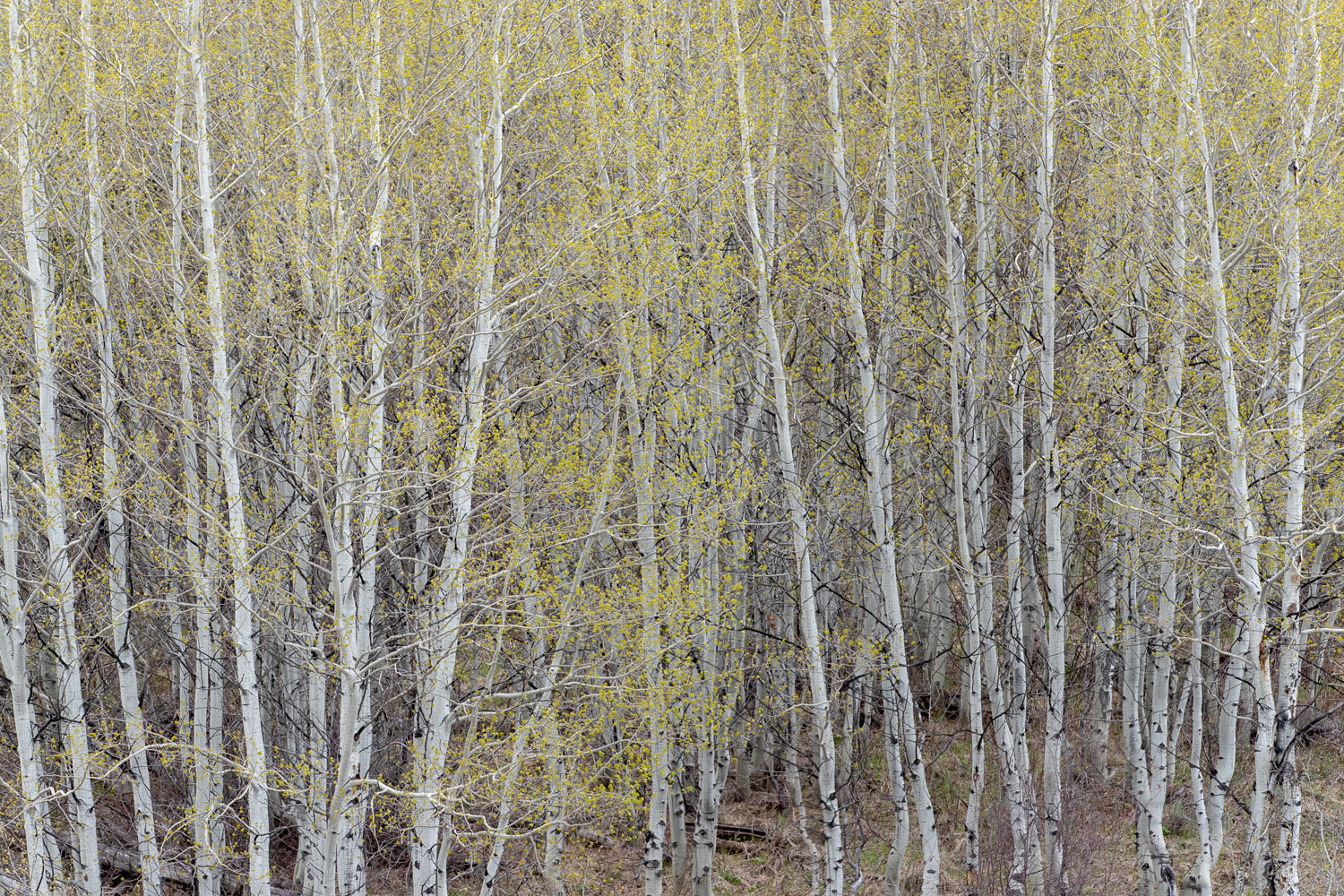 Spring Aspen Spring Aspen Thicket
