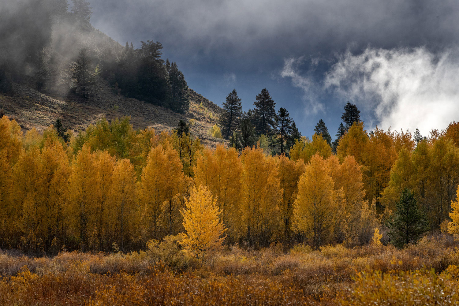 A winter storm gathers force just beyond the ridge where these aspen give final hold to their golden treasure.