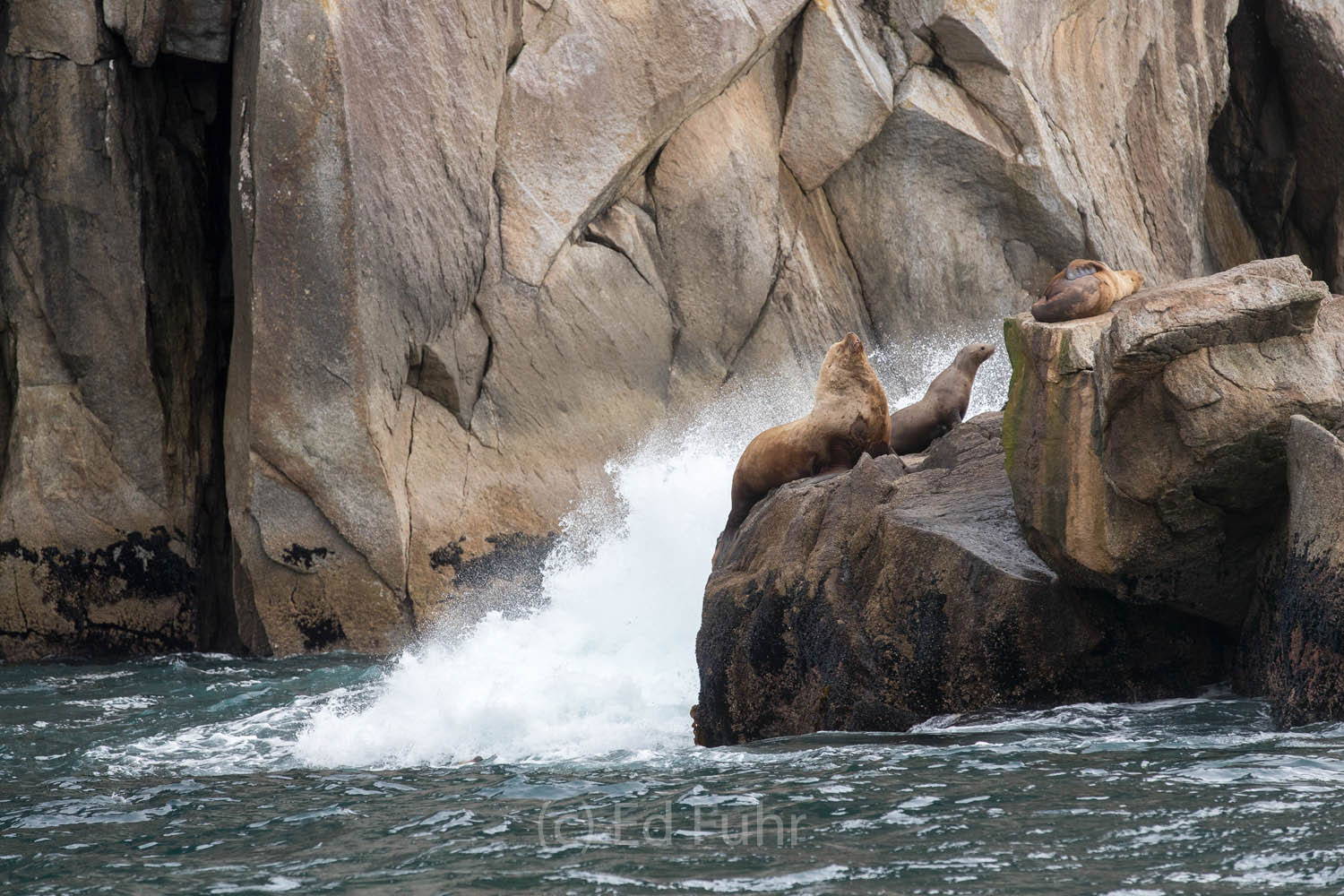 Steller Sea Lions rest on a favorite haul out near Resurrection Bay.  Males weigh some 1500 pounds and feast on the plentiful...