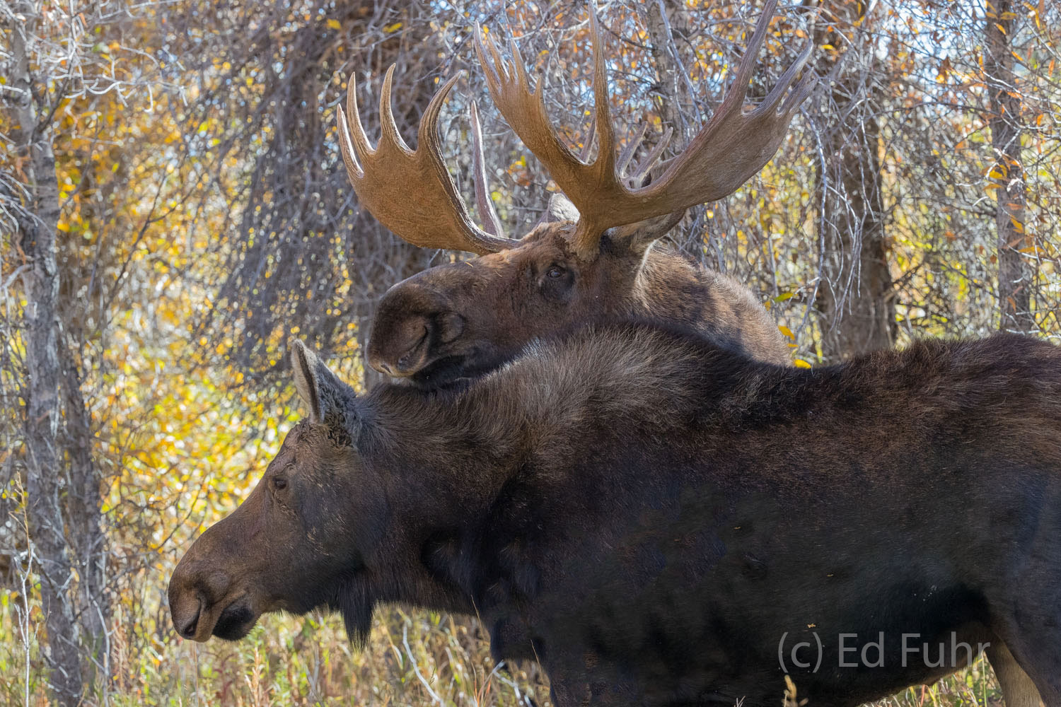 A young male nuzzles a female cow moose below a canopy of cottonwoods.