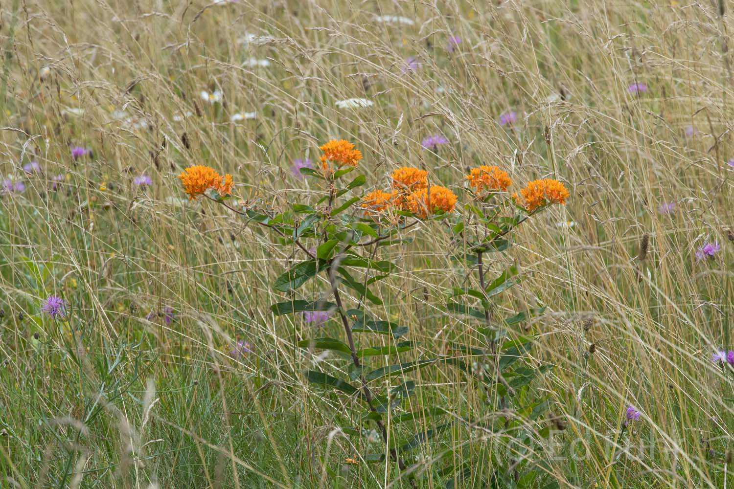 Orange Butterfly Weed, is in reality a beautiful wildflower that blooms in the open meadows in late summer,