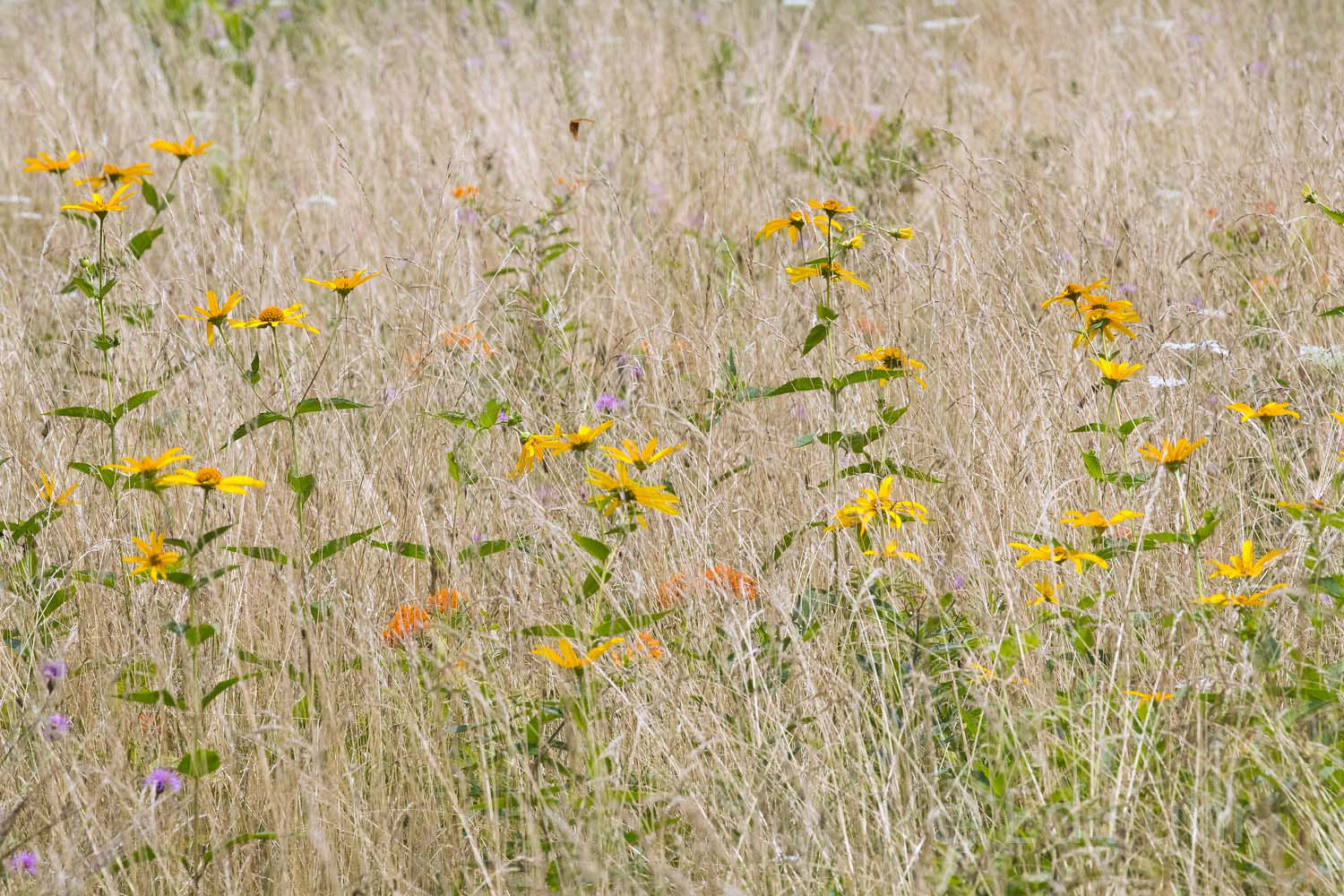 Amidst the drying grasses of late summer grows a medley of orange butterfly weed, yellow rudbeckia and pink clover near Big Meadows...